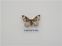 藏品(尺蛾595)的圖片